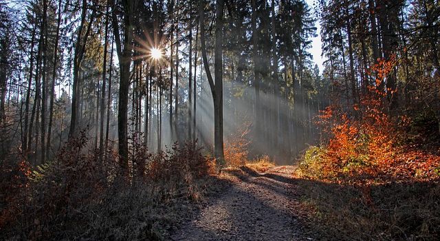Schöne Waldspaziergänge in Augsburgs Wäldern