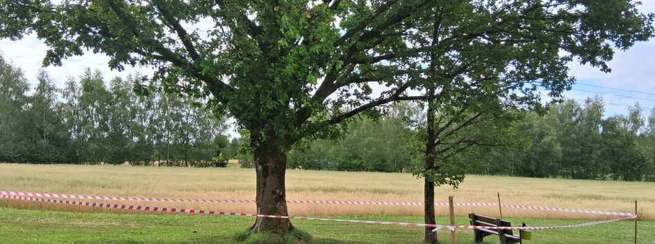Eichenprozessionsspinnerbefall an Bäumen „Auf dem Gleichen“