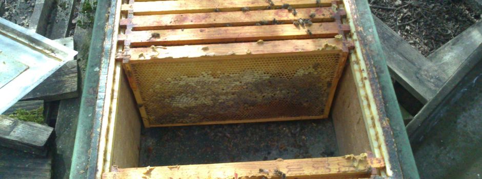 Schaubienenstand am Lehrteich beraubt und beschädigt