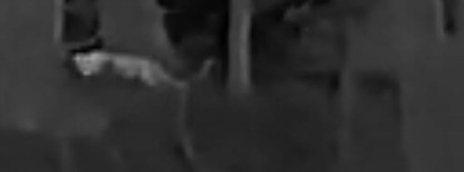 Jäger sichtet große Raubkatze bei Altenahr: Das ist bisher bekannt