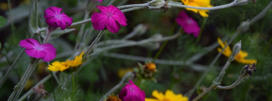 Wildblumenwiesen für Oberhessen