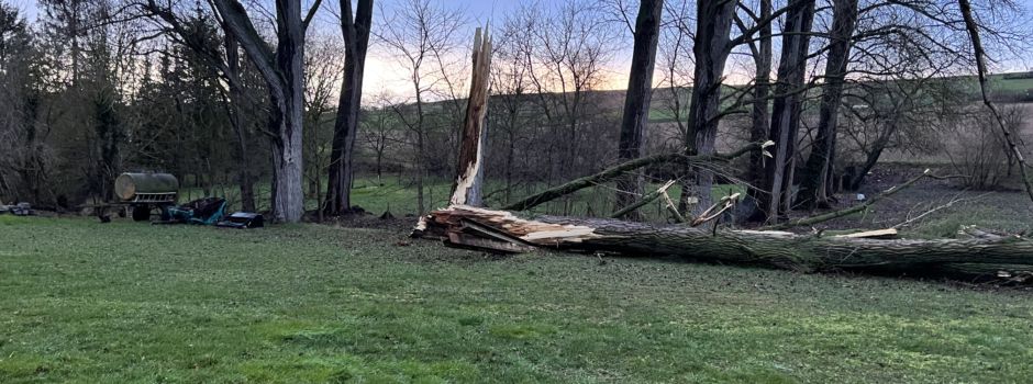 Wenn Bäume alt werden