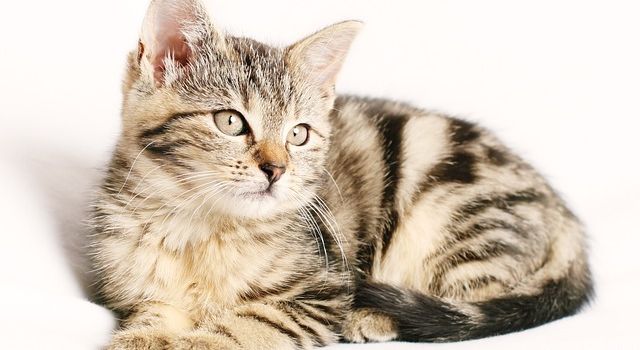 Katze angefahren