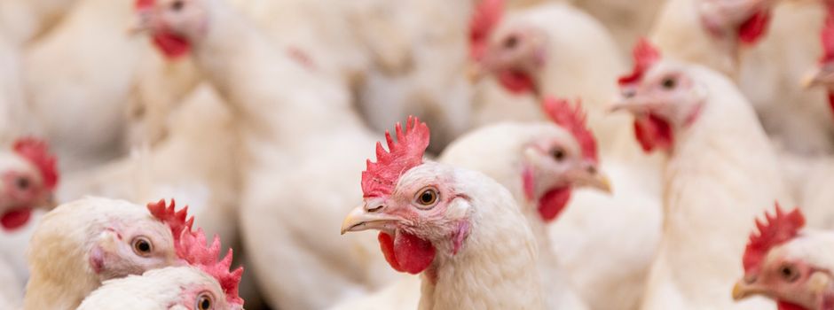 Kreisverwaltung Donnersbergkreis informiert: Geflügelpest-Verdacht bestätigt