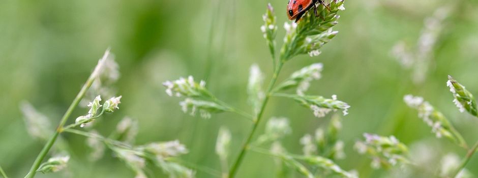 Kulinarische Erkundungstour von Frühlingskräuter bei Gisingen