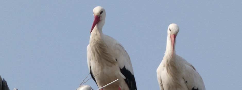 In 50 Metern Höhe: Störche nisten auf Laubenheimer Hochspannungsmasten