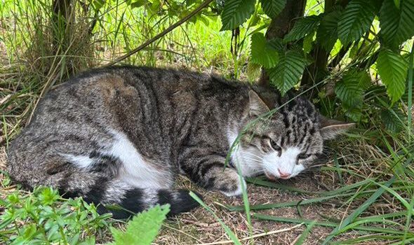 Wem gehört die Katze?