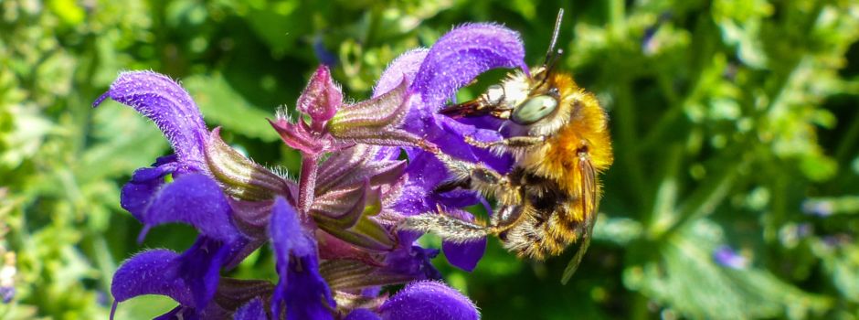 Von Streuobstwiesen und Wildbienen - Exkursionen, Vorträge und Ausstellungen