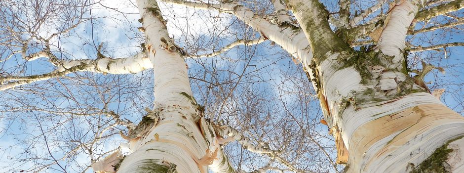 Einladung: Veranstaltung des Landesverbandes Saarwald Verein e.V. zum ‘Tag des Baumes‘ findet in Siersburg statt