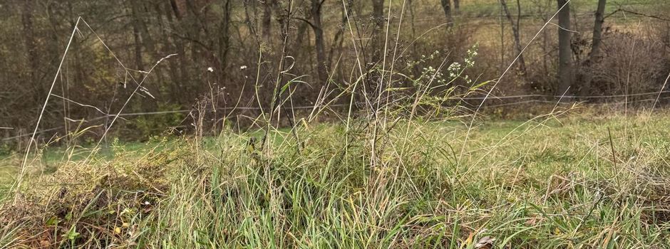 Hundekotbeutel: Ein Appell an die Vernunft