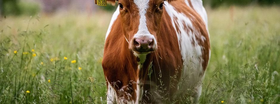 230 Jahre Viehfeiertag in Kerzenheim 