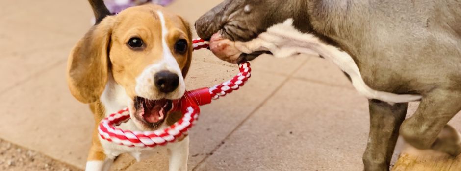 Tierheim Wiesbaden: „Viele Tiere werden blauäugig angeschafft“