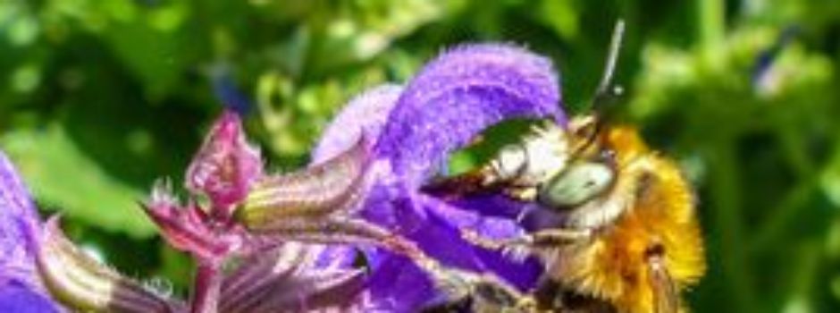 Vortrag über wildbienenfreundliche Stauden für den Garten vom 10.05.2025