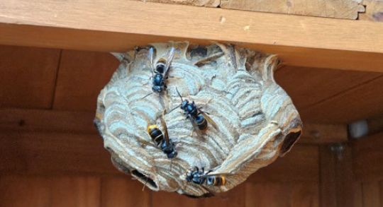  Achtung: Asiatische Hornisse