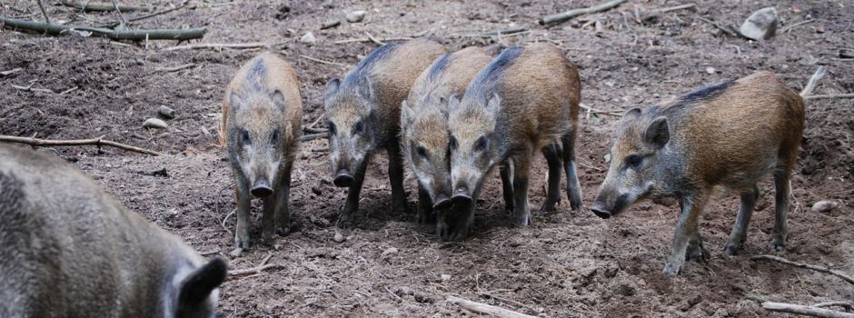 Wildschweinrotte rund um Welle – Autofahrer aufgepasst!