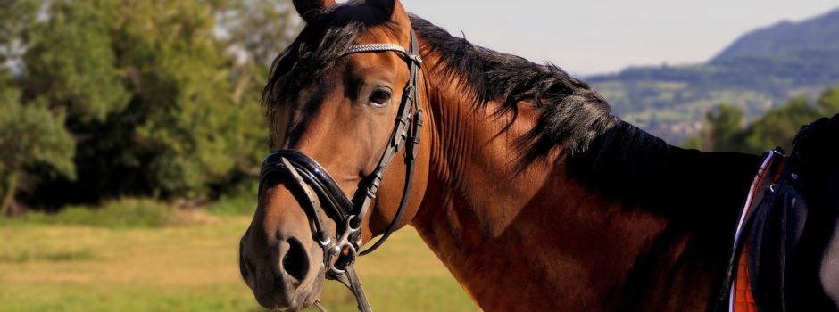 Pferd verursacht Sperrung auf der A3