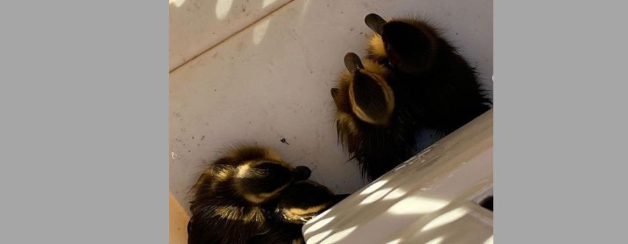 Dramatische Rettung: Mainzer Feuerwehr holt mehrere Küken aus Gulli