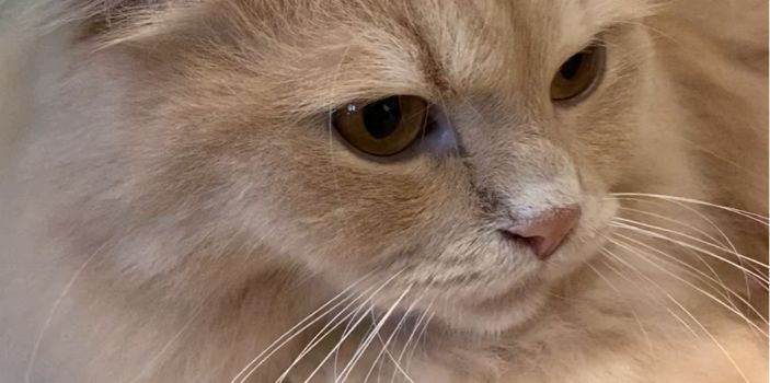 Umgeben von flauschigen Vierbeinern: Katzentempel Restaurant öffnet in Augsburg
