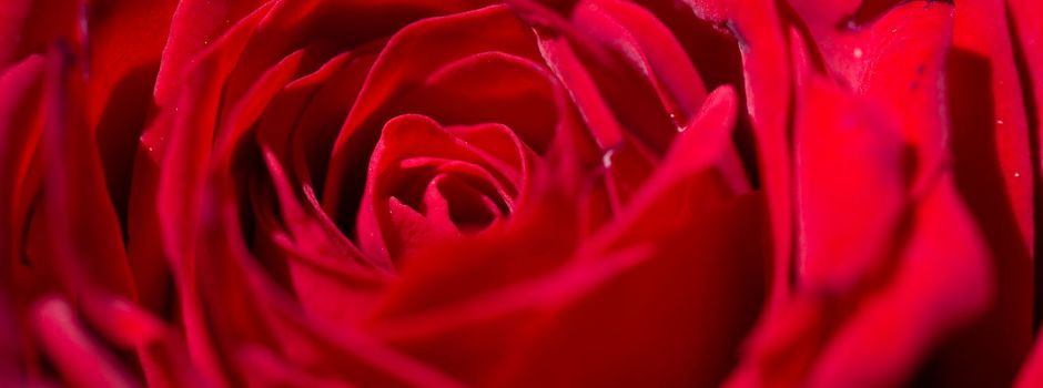 Preisaufschlag für Schnittblumen am Valentinstag