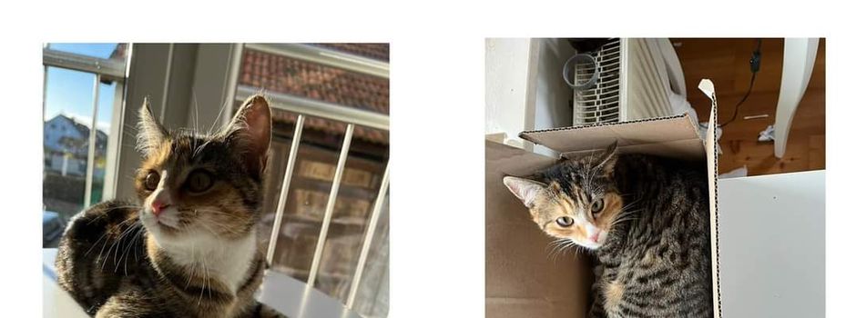 Katze Elli wird vermisst