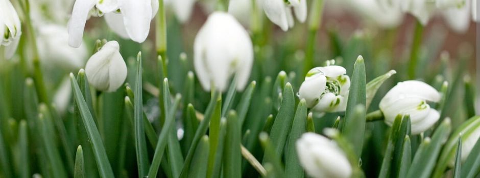 Wir pflanzen den Frühling