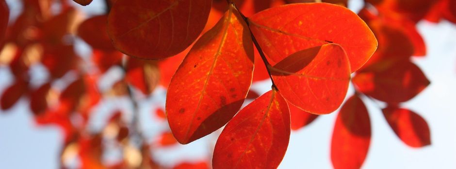 Baumpflege in Siersburg am 14.10. 