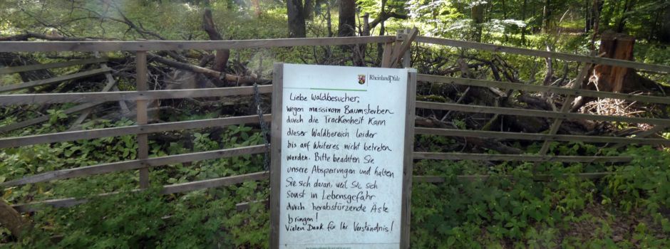 Warum Teile des Lennebergwalds immer noch gesperrt sind