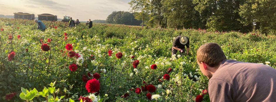 Erntedankgemeinschaft Clarholz-Sundern bereitet sich auf das Erntedankfest vor