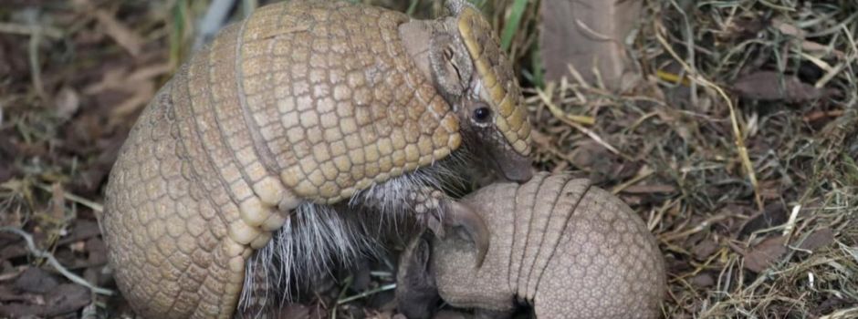 Augsburger Zoo: Ein Kugelgürteltierbaby kam zur Welt