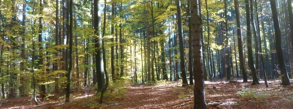 Stefan Schuster leitet Forstrevier Illschwang