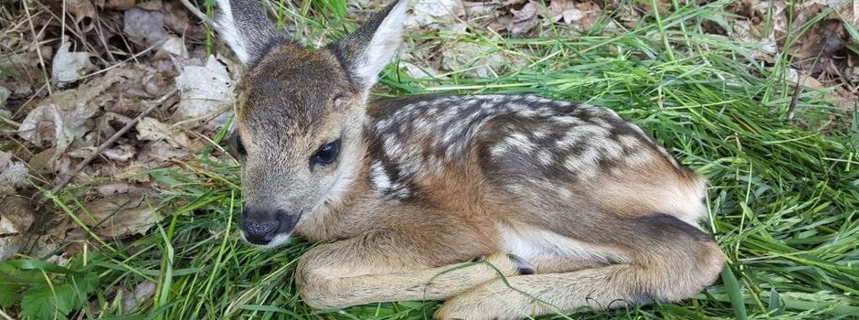 Rehkitz Rettungsaktion der Landwirte und Jäger in Burweg