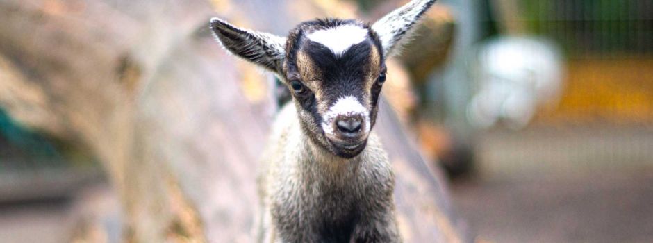 Wieder Tiere gucken