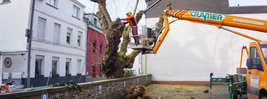 Erbe aus der Preußenzeit: Koblenzer Maulbeerbaum wird instand gehalten