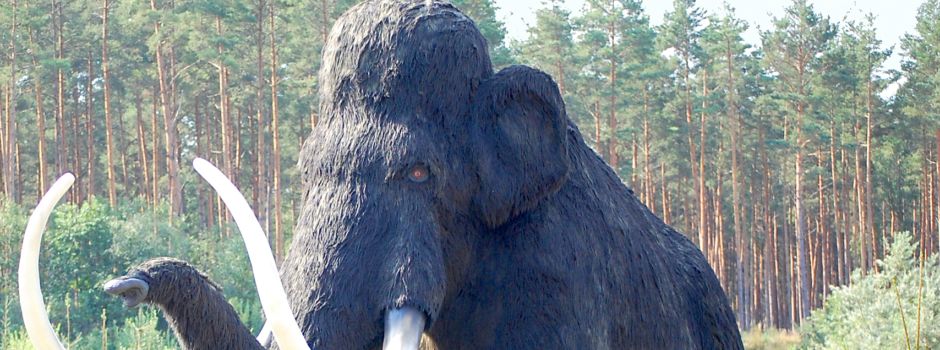 Koblenzer Eiszeitfunde kommen in ein Museum im Westerwald