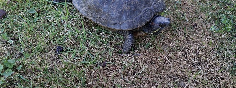 Schildkröte gefunden 