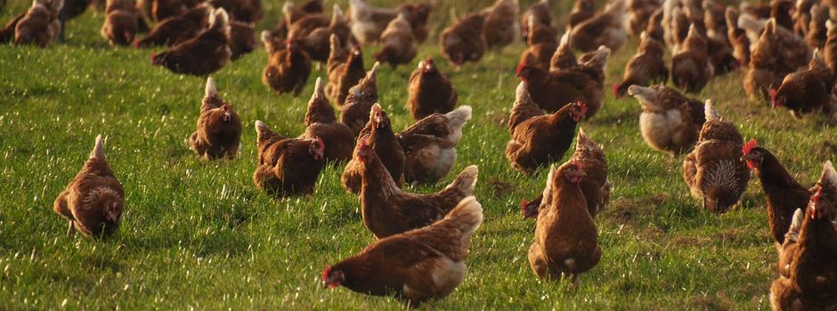 Das Veterinäramt des Werra-Meißner-Kreises informiert