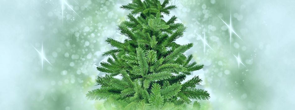 Weihnachtsbaum gesucht