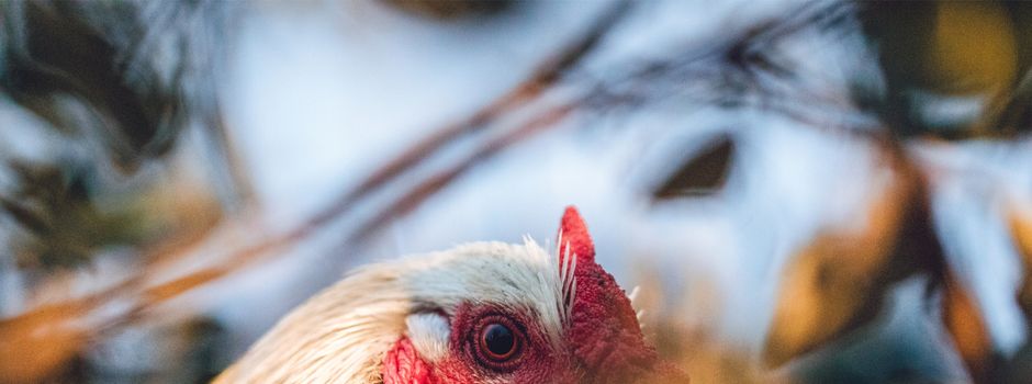 Überwachungszone Geflügelpest: Galenbeck und Teile Friedlands