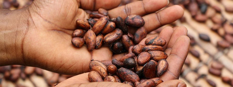 Süß und lehrreich: Weltladen Nierstein lädt zum interaktiven Kakao-Aktionstag