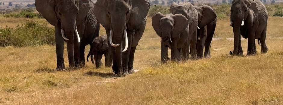 Konferenz beginnt: Fast 200 Staaten ringen um Artenschutz