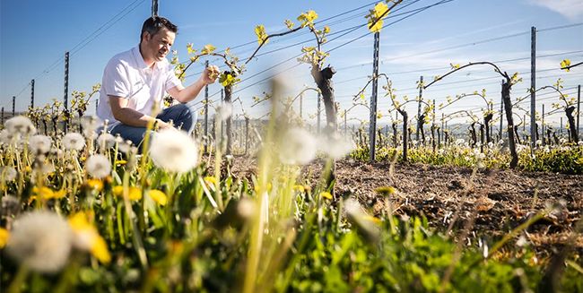 Winzerabend mit Tobias Becker: 5-Gang-Menü und moderierte Weinprobe