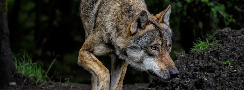 Wolfssichtung am Hartenberg