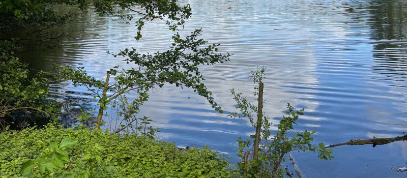 Neuer Blick auf den Balmanssee