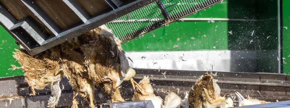 Geflügelwirtschaft: Keine kurzfristige Preisexplosion