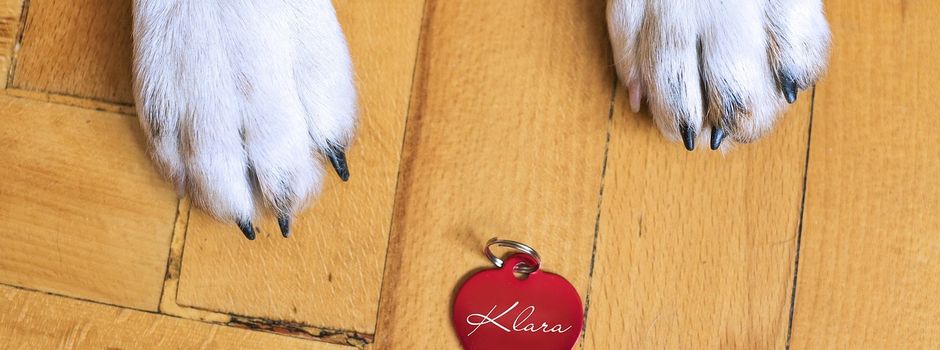 Anmeldepflicht für Hunde