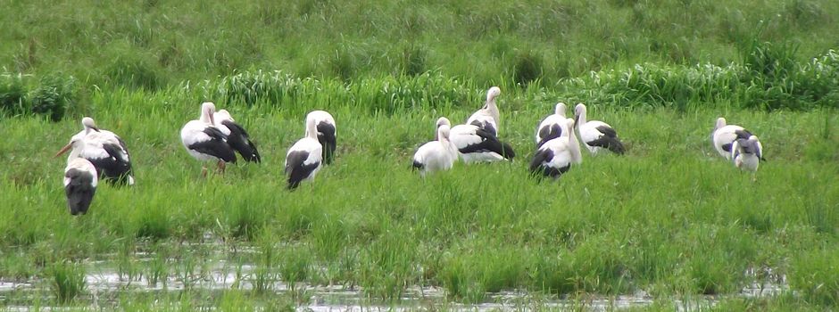 Das Storchennest bei „OMo“