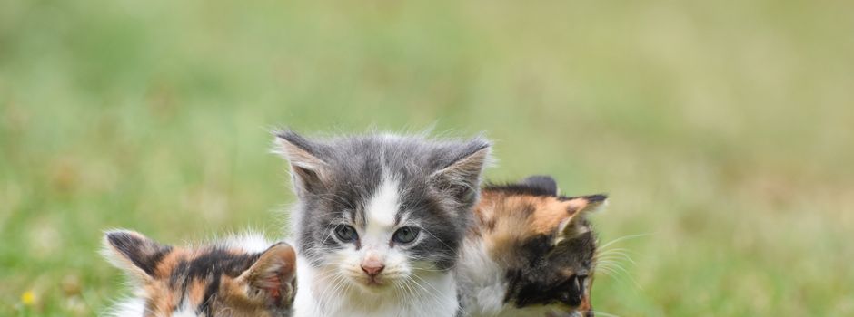 Erinnerung an die Katzenschutzverordnung der Verbandsgemeinde Kirchheimbolanden