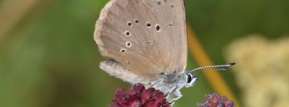 Für viele fliegende, krabbelnde oder schwimmende Tierarten bietet der Landkreis Mainz-Bingen den idealen Lebensraum