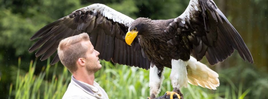 „Stella“ mit 2,70 Metern Spannweite und sieben Kilogramm Gewicht war der Star