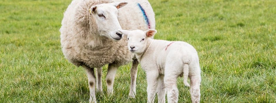 Auch Tiere brauchen Schatten und Wasser – Veterinärbehörde des Kreises warnt vor Hitzebelastung